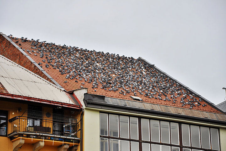 A2B Pest Control are able to install spikes to deter birds from roofs in Walton On Thames. 