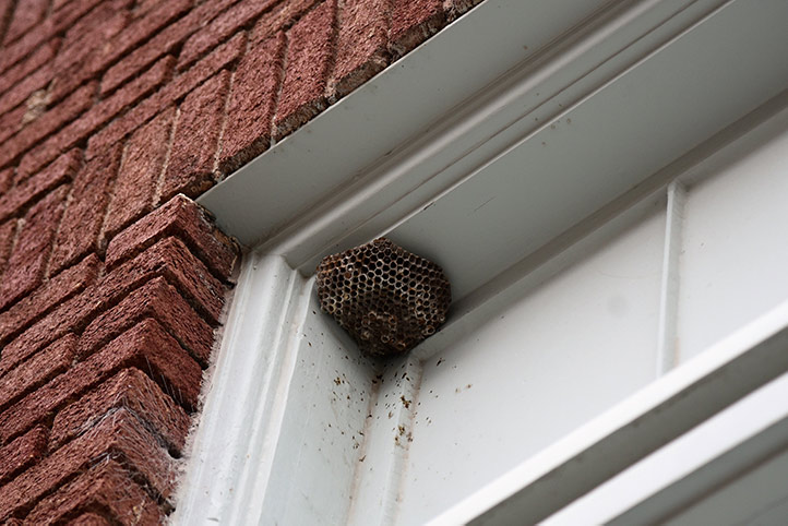 We provide a wasp nest removal service for domestic and commercial properties in Walton On Thames.